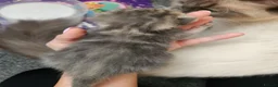Ragdoll cats for sale: 4 sweet scottish dolls - Advert 4