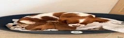 Cavapoo dogs for sale: Gorgeous Red Cavapoo Puppies - Advert 24