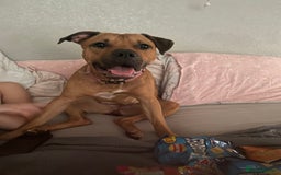 Mixed Breed dogs for sale: Rambo & Nala - Image 1