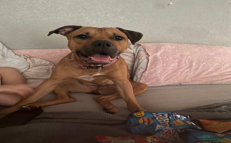 Mixed Breed dogs - Advert 7