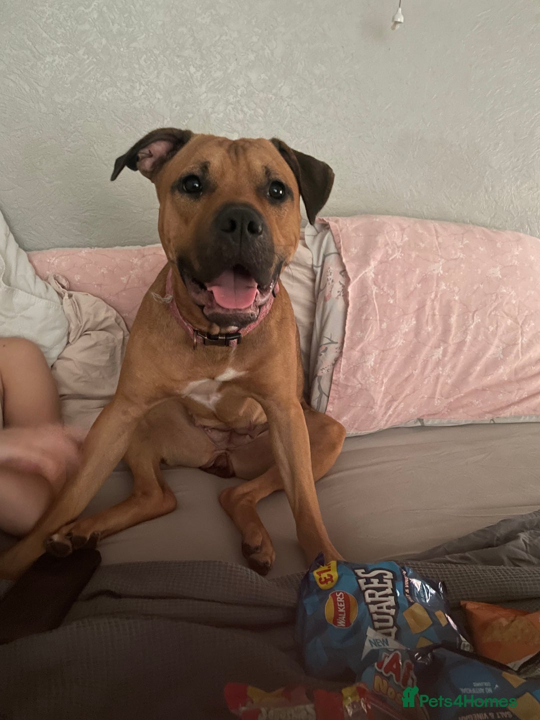 Mixed Breed dogs for sale: Rambo & Nala - Image 1