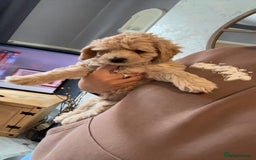 Cockapoo dogs for sale: Cockapoo puppies for  - Image 9