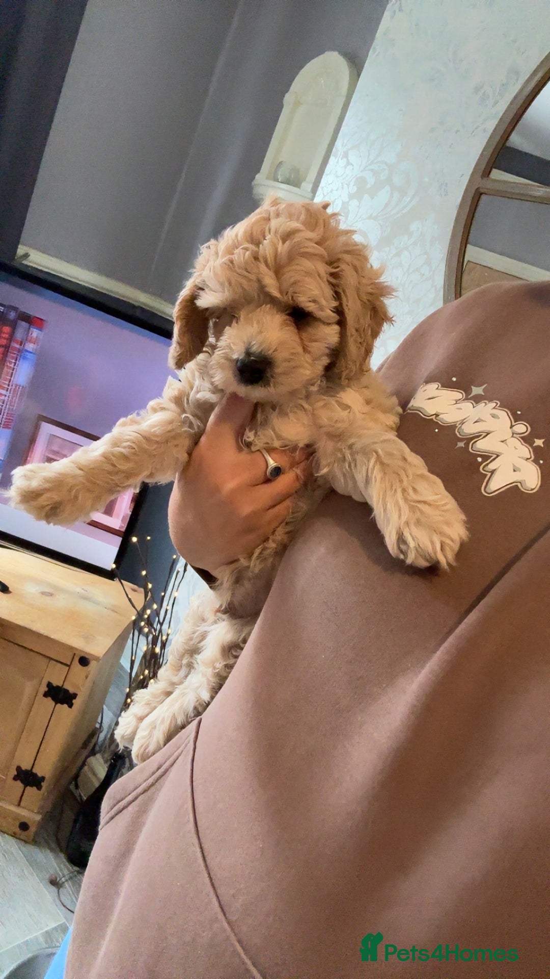 Cockapoo dogs for sale: Cockapoo puppies for  - Image 9
