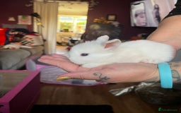 Lionhead rabbits for sale: 4 baby Lionhead rabbits - Advert 24