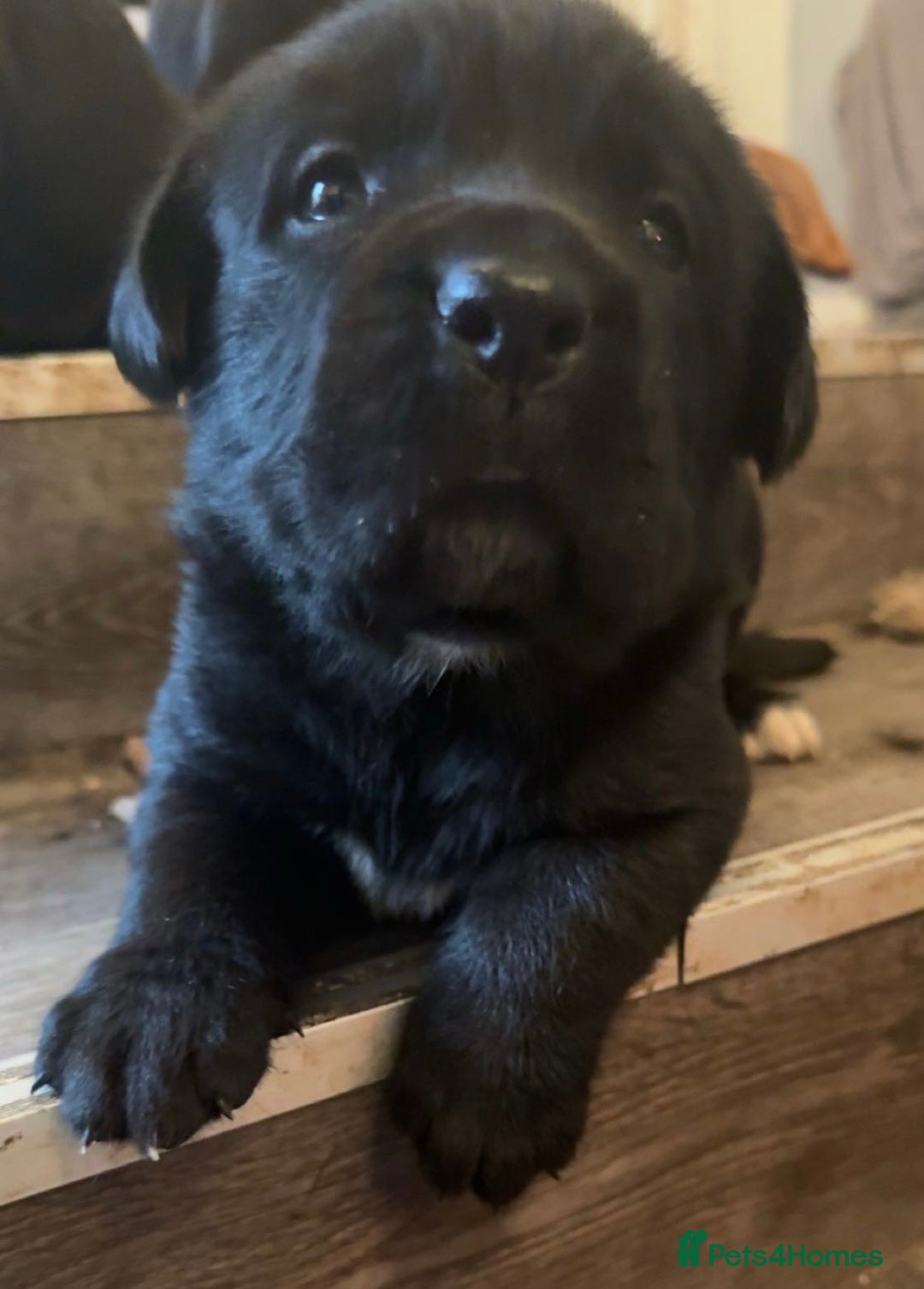 Mixed Breed dogs for sale: Labrador x corso puppies  - Advert 3