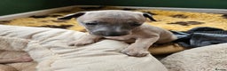 Whippet dogs for sale: ✨🐾 Gorgeous KC Registered Whippet puppies  🐾✨  - Advert 26