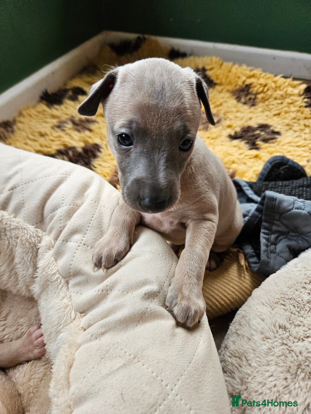 Whippet dogs for sale: ✨🐾 Gorgeous KC Registered Whippet puppies  🐾✨  - Advert 26
