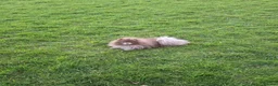 Pomeranian dogs for sale: Lilac RKC registered pomeranian male in Sevenoaks - Advert 9