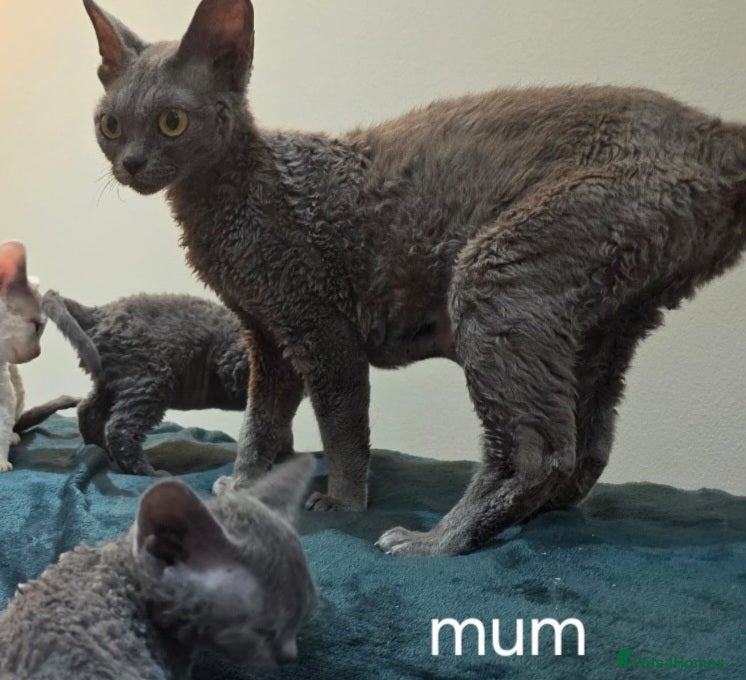 Devon Rex cats DEVOTED DEVONS  - Advert 1