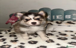 Pomsky dogs for sale: Family-Raised Pomsky Pups - Advert 14