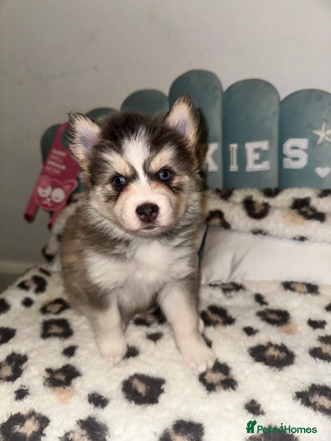 Pomsky dogs for sale: Family-Raised Pomsky Pups - Advert 14