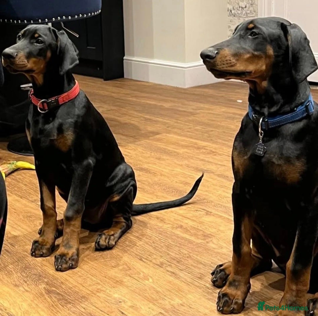 Dobermann dogs ⭐️⭐️⭐️⭐️⭐️ KC Reg European Dobermann puppies - Advert 15