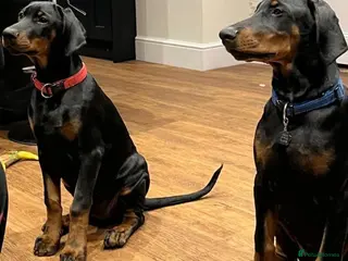 Dobermann dogs ⭐️⭐️⭐️⭐️⭐️ KC Reg European Dobermann puppies - Advert 15