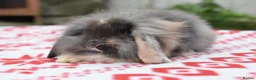 Lionhead rabbits for sale: ⭐️ Baby Lionhead x Lop looking for new home ⭐️ - Advert 10