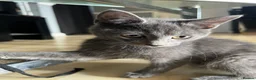 Mixed Breed cats for sale: Beautiful kittens for sale  - Advert 4