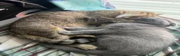 Scottish Fold cats for sale: Scottish fold kitten  - Advert 3