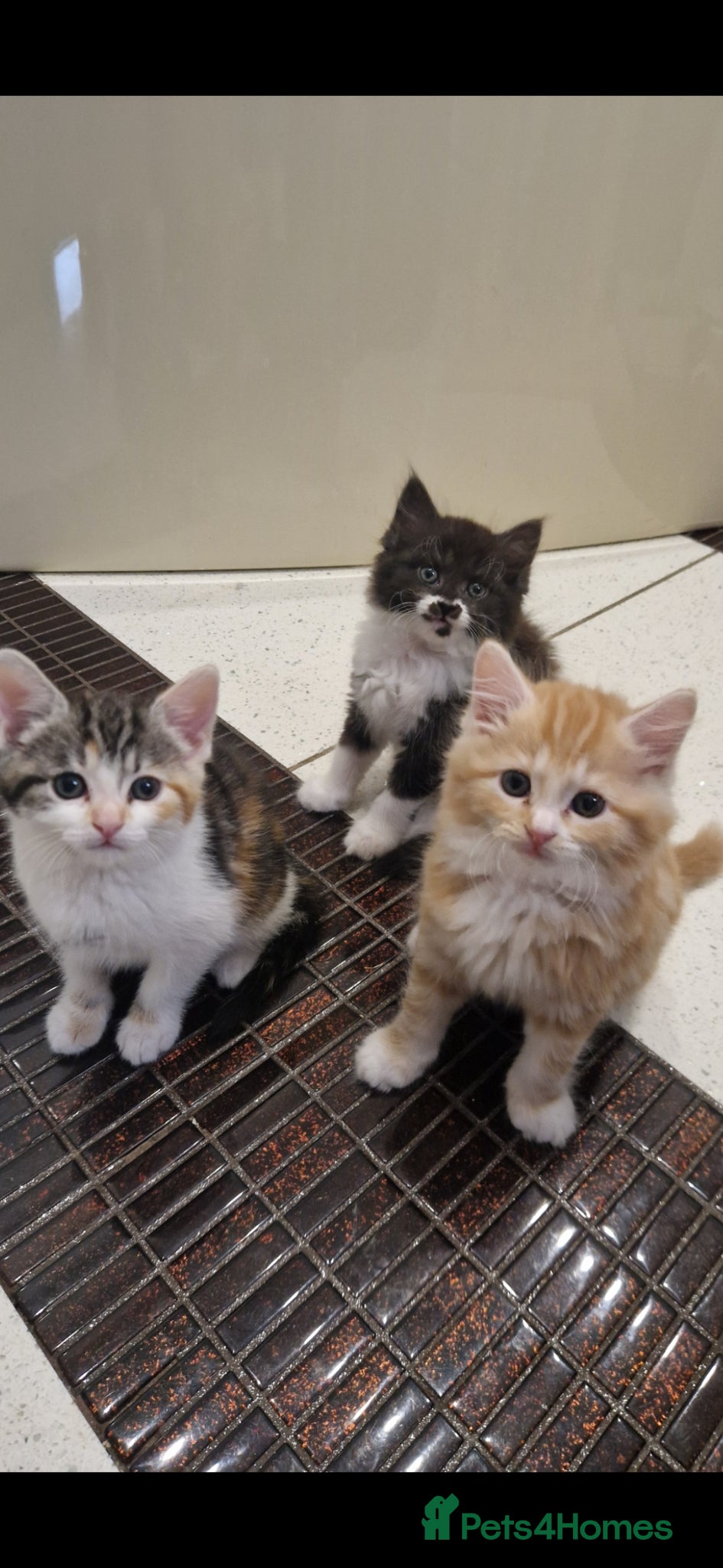Mixed Breed cats Kittens   - Advert 2