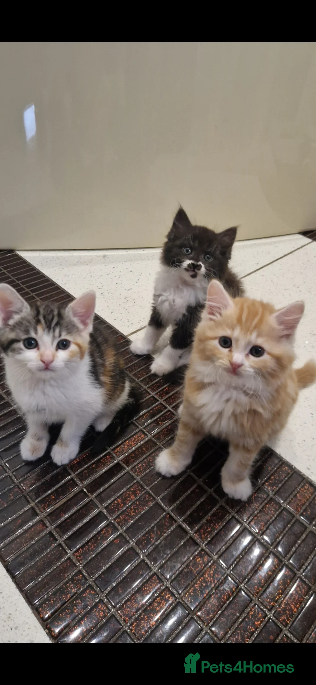 Mixed Breed cats for sale: Kittens   - Advert 1
