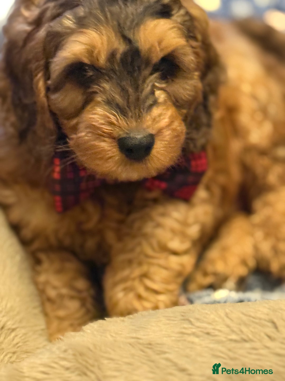 Cockapoo dogs for sale: Cockapoo - Advert 4