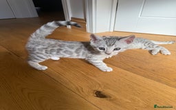 Bengal cats for sale: Beautiful Bengal kittens  in Cambridge - Image 15