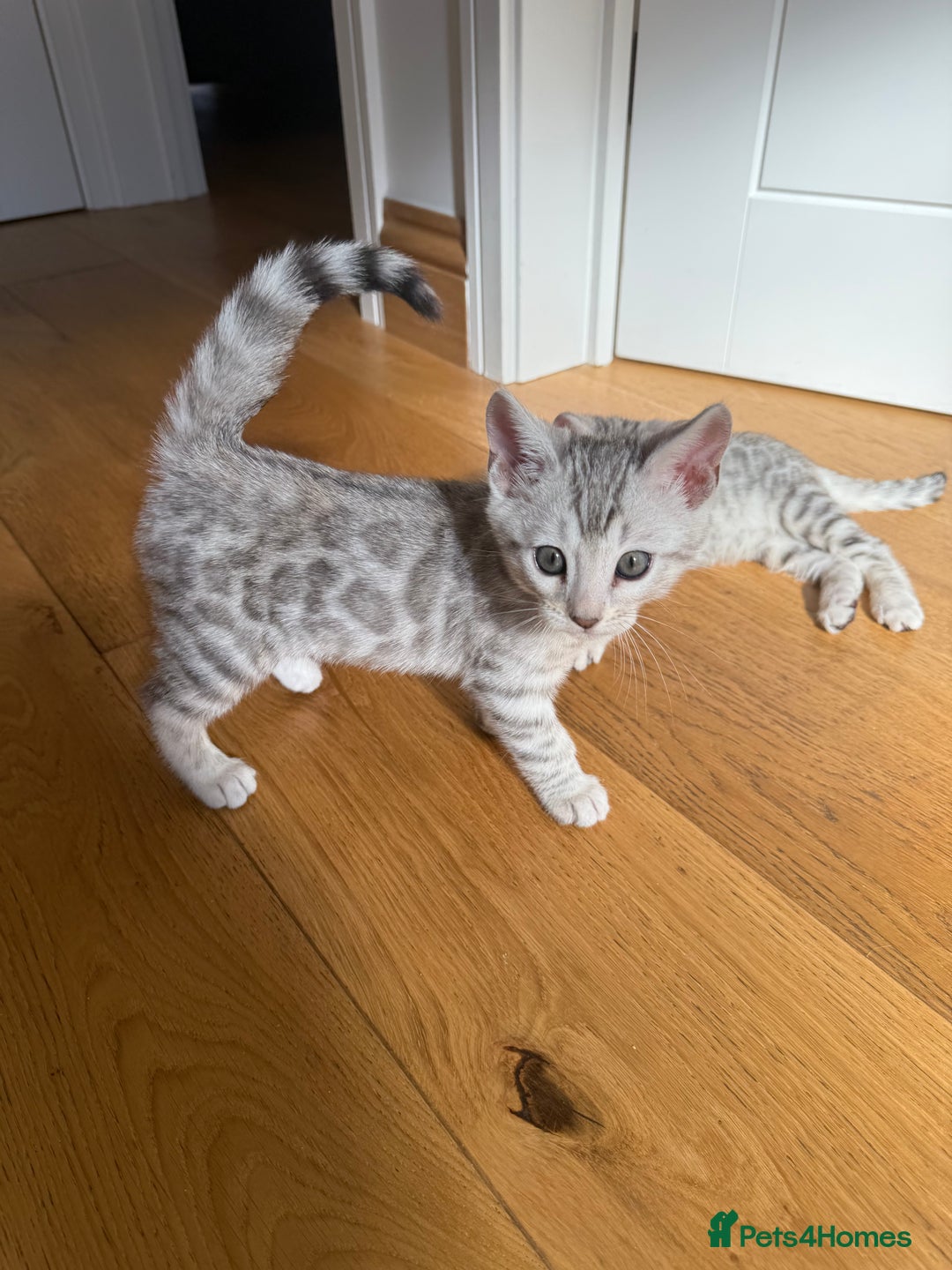 Bengal cats for sale: Beautiful Bengal kittens  in Cambridge - Image 15