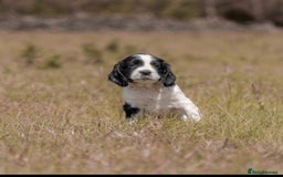 English Springer Spaniel dogs for sale: Springer spaniel puppies KC reg READY - Image 2