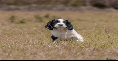 English Springer Spaniel dogs - Advert 12