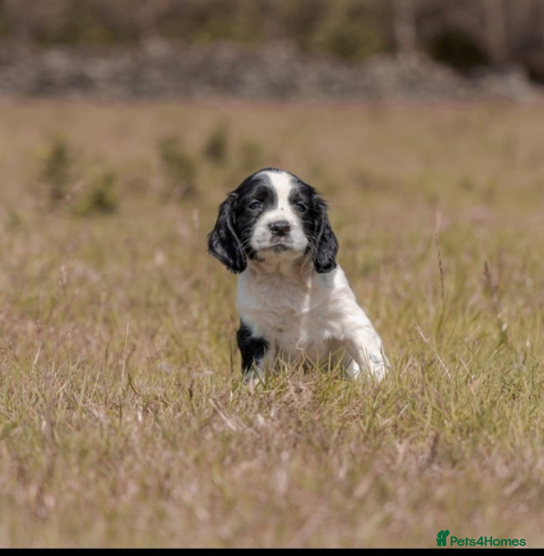 English Springer Spaniel dogs for sale: Springer spaniel puppies KC reg READY - Image 2