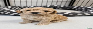 Puppy 2