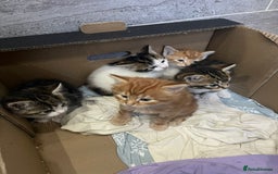 Mixed Breed cats for sale: Beautiful Fluffy Kittens  - Image 13
