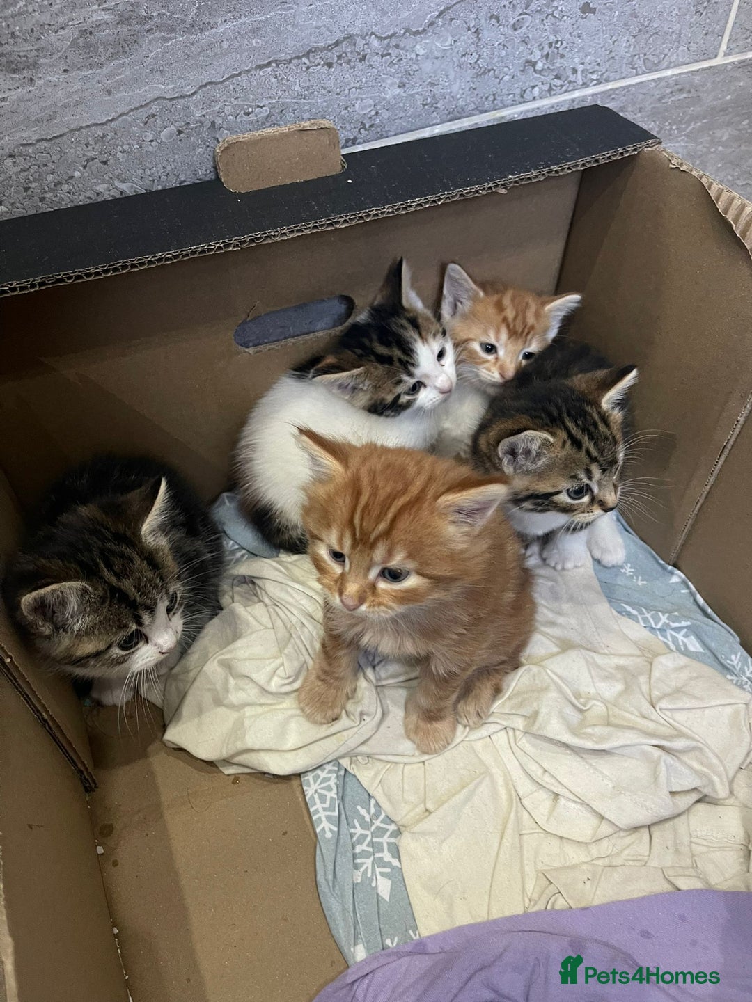 Mixed Breed cats for sale: Beautiful Fluffy Kittens  - Image 13