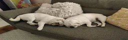 Pug dogs for sale: Mother & Son White Pug bundle of love! in Loughton - Advert 15