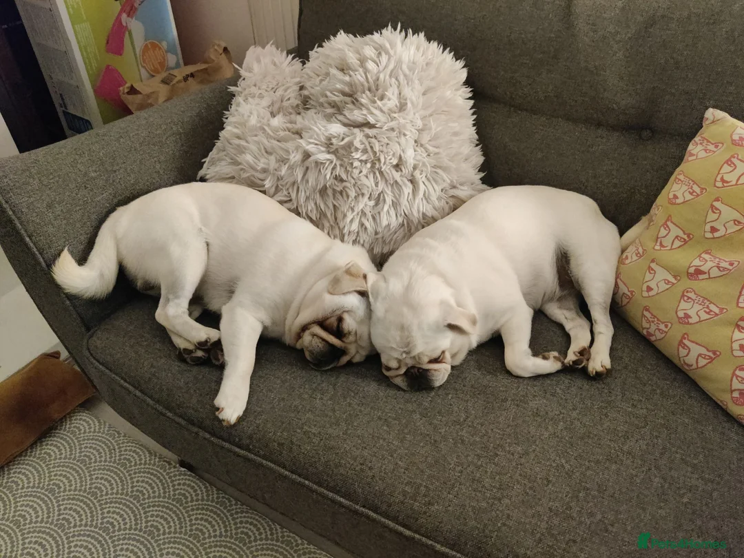 Pug dogs for sale: Mother & Son White Pug bundle of love! in Loughton - Advert 15