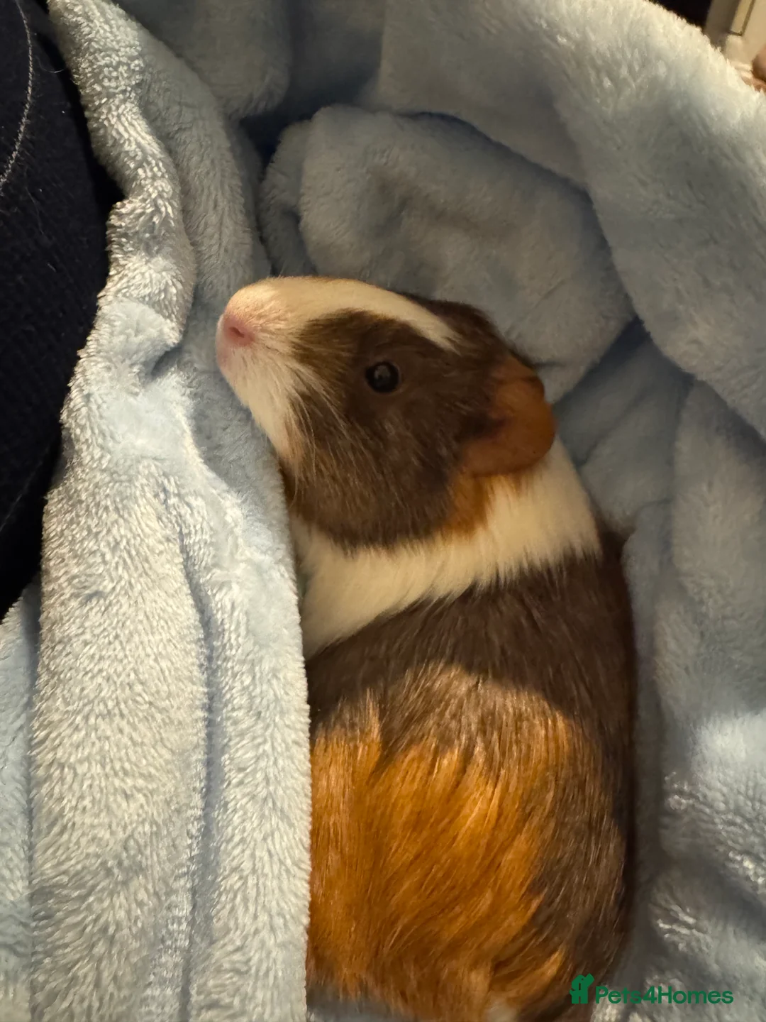 Guinea Pig rodents for sale: 2Female American Guinea Pigs incl Cage/Accesories  - Advert 1