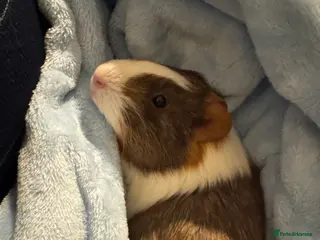 Guinea Pig rodents 2Female American Guinea Pigs incl Cage/Accesories - Advert 4