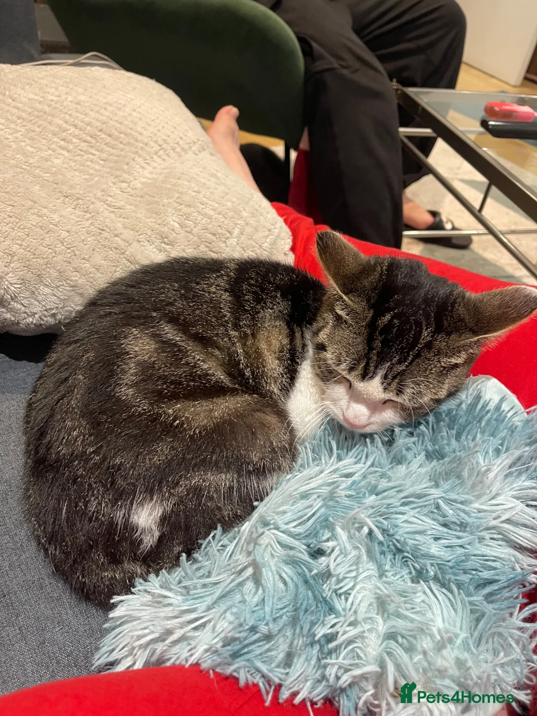 European cats for sale: Pregnant Stray about 1 years old in London - Advert 3