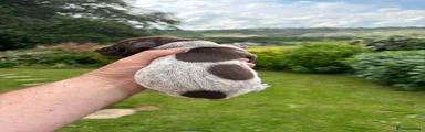 German Shorthaired Pointer 8