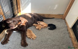 Labrador Retriever dogs for sale: 🐶 Gorgeous Labrador Puppies Ready 20th October 🐶 - Image 1