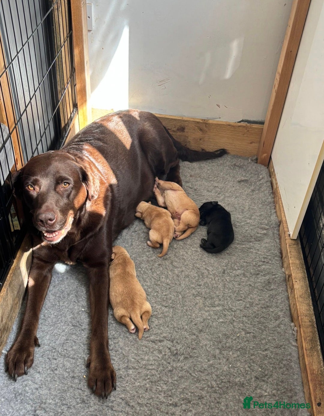 Labrador Retriever dogs for sale: 🐶 Gorgeous Labrador Puppies Ready 20th October 🐶 - Image 1