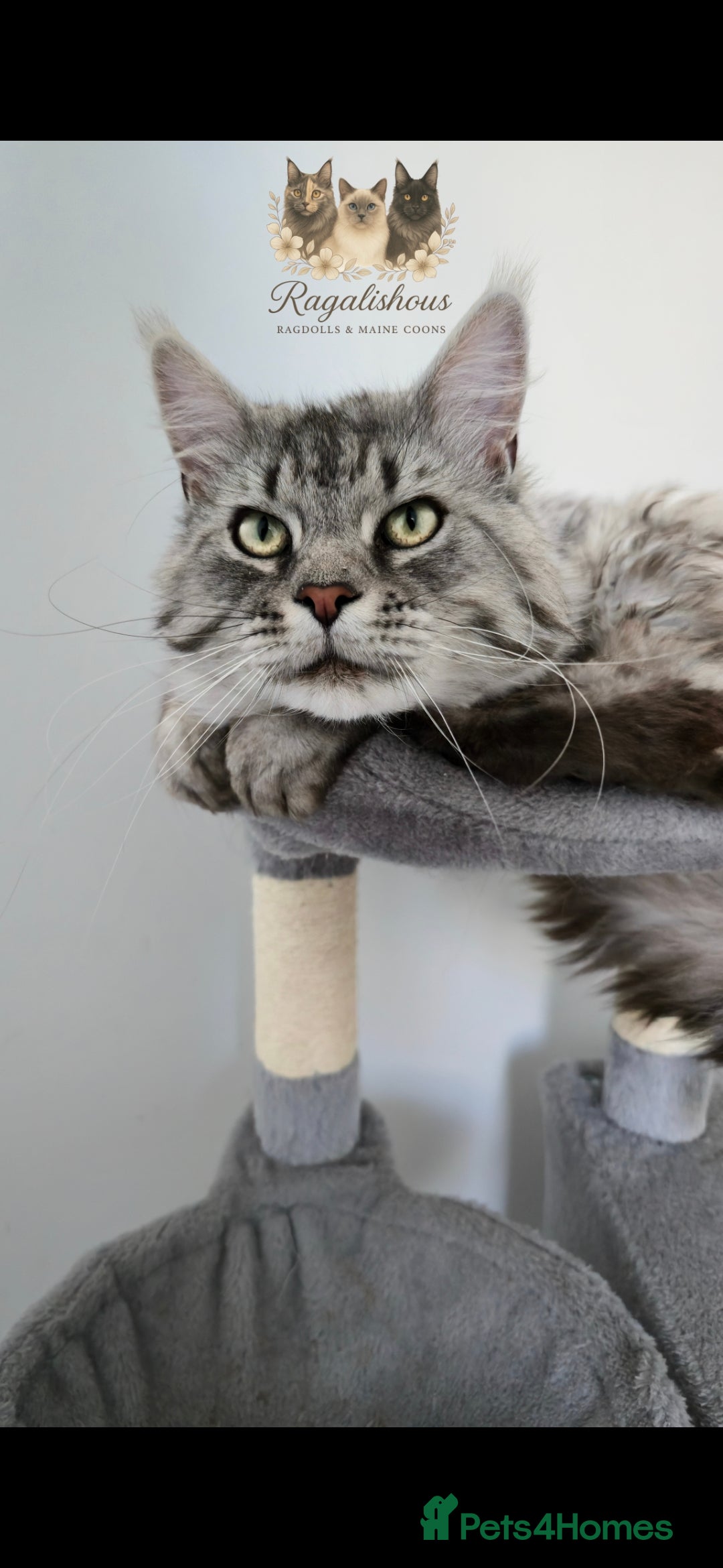 Maine Coon cats for stud: Championship line Carries Shaded GCCF & TICA Stud - Image 6