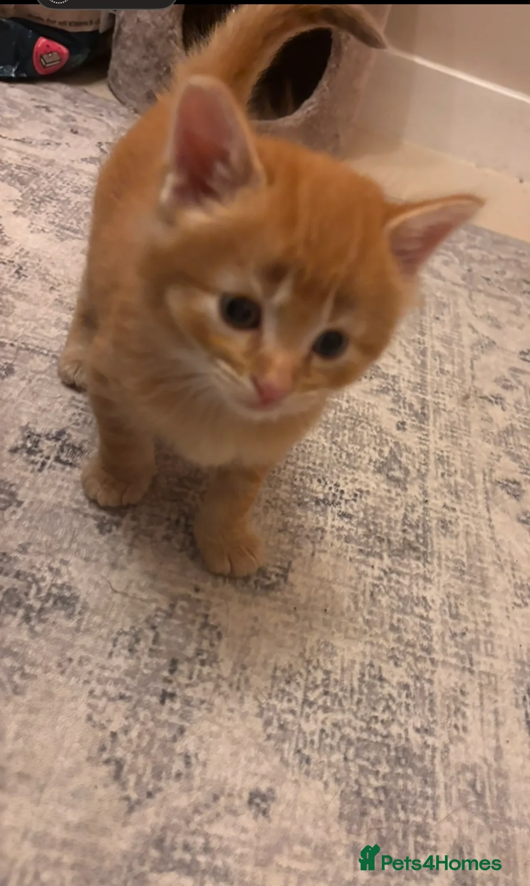 Mixed Breed cats for sale: Fluffy ginger male - Advert 2
