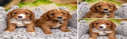 Cavapoo dogs for sale: F1 Ruby red & white Cavapoo puppies DAD DNA TESTED - Advert 3