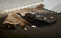 Mixed Breed cats for sale: Adorable Ragdoll Mix Kittens  - Image 9