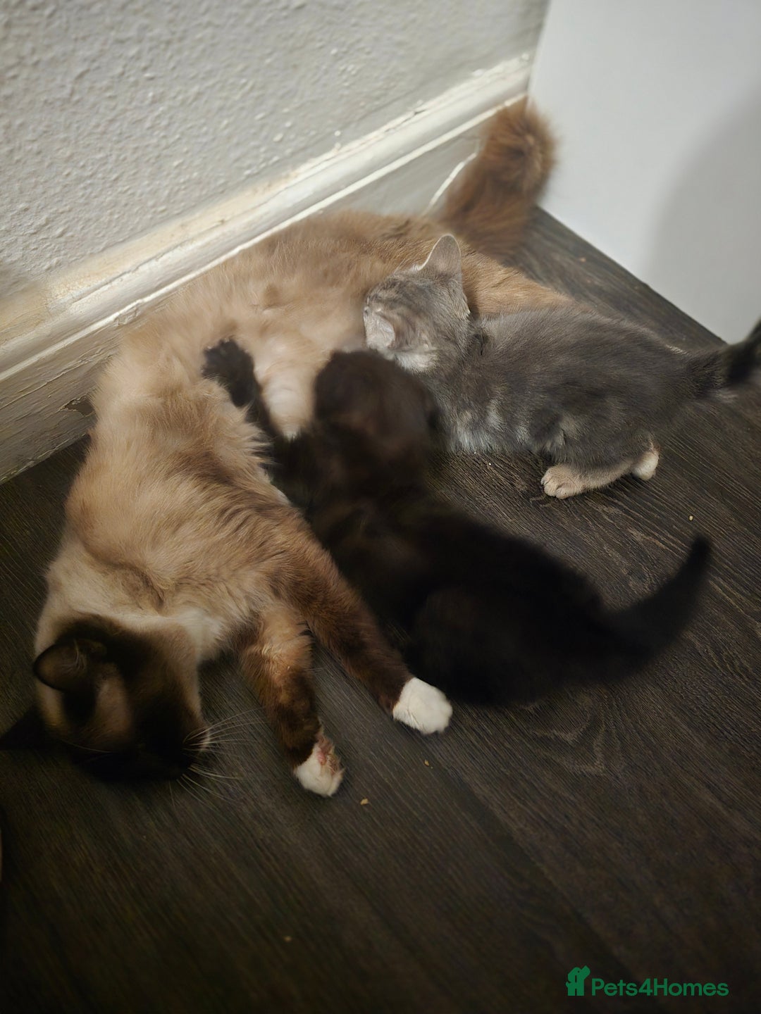 Mixed Breed cats for sale: Adorable Ragdoll Mix Kittens  - Image 9