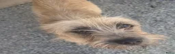 Mixed Breed dogs for adoption: Henry - In Ayr Looking for a home  - Advert 3