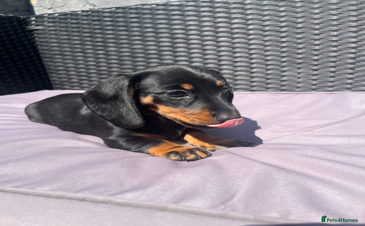 Miniature Dachshund dogs - Advert 10