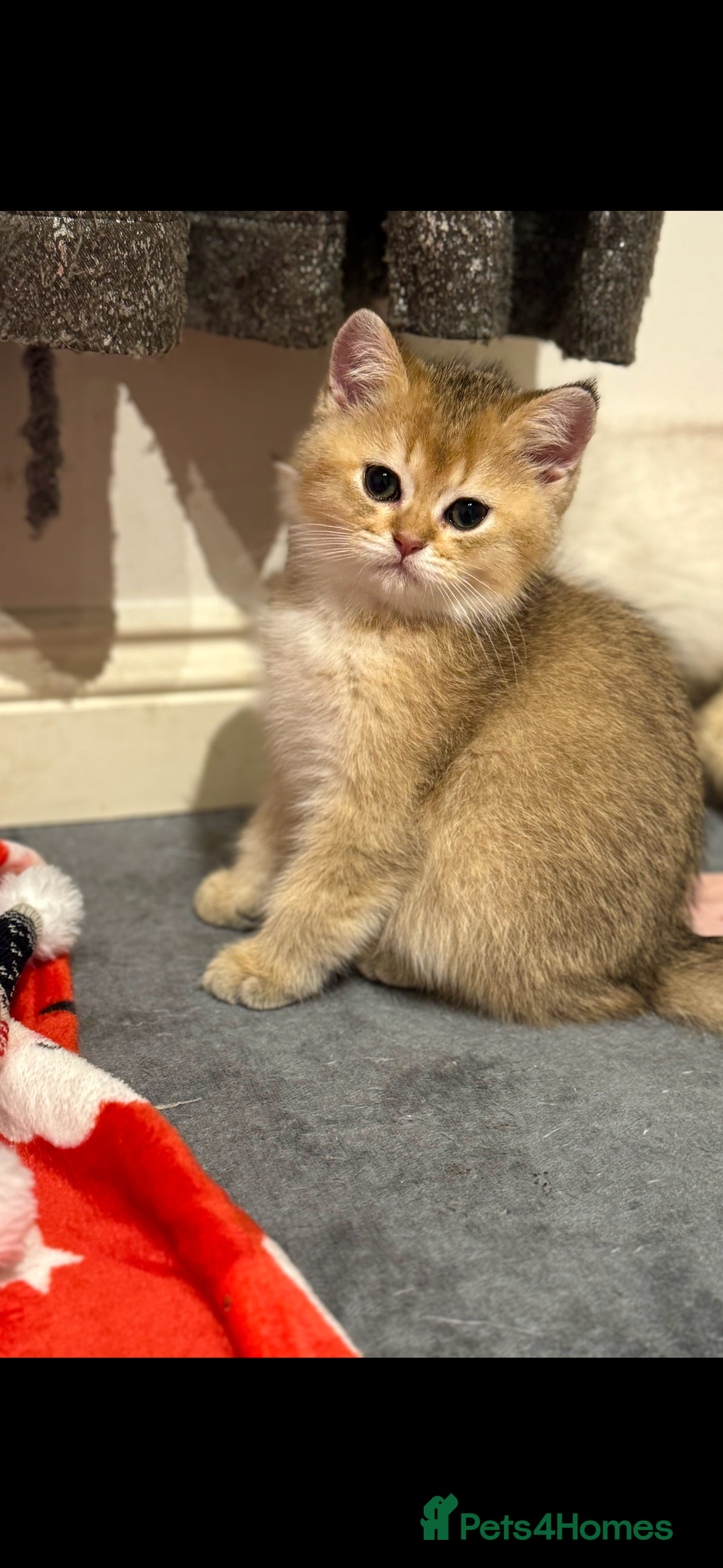 Scottish Fold cats for sale: Scottish pedigree plush kitten last - Advert 3