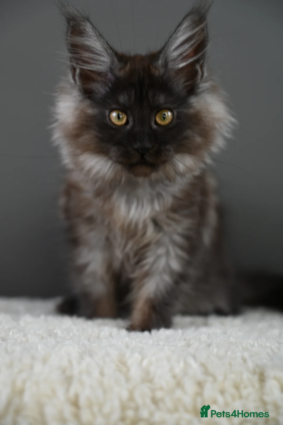 Maine Coon cats for sale: 🧬 STUNNING KITTENS - TICA REGISTERED 🎖️ - Advert 17