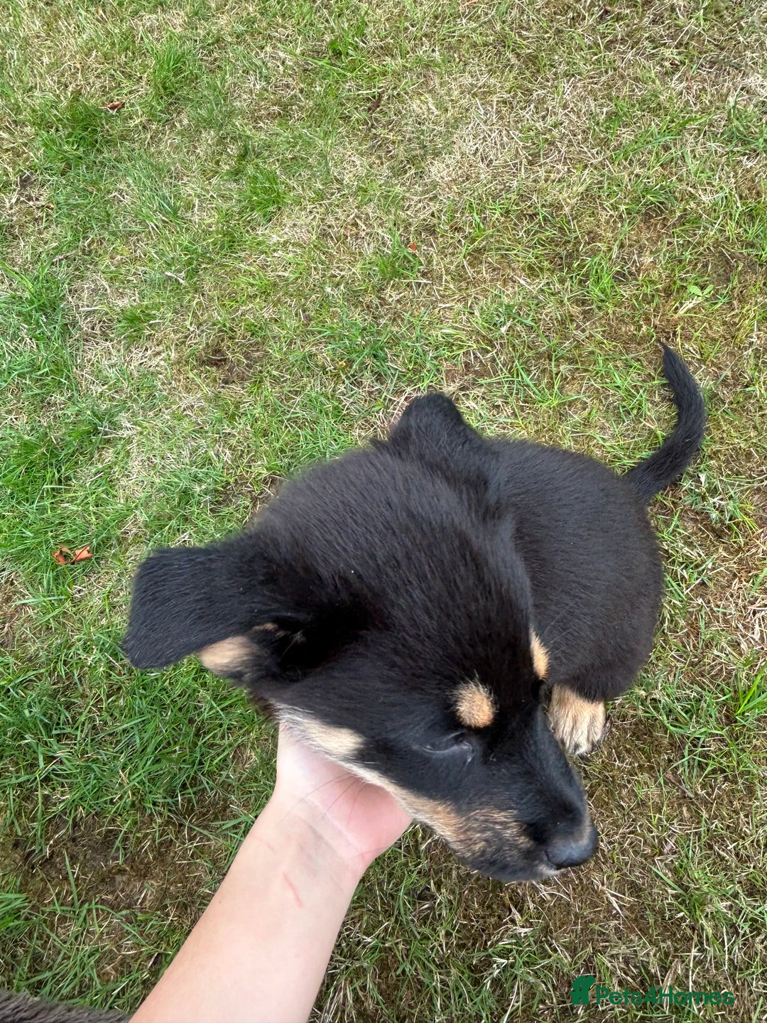 Mixed Breed dogs for sale: ONLY 2 GIRLS LEFT! | 10 Beautiful Rottsky Puppies. - Image 6