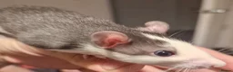 Rat rodents for sale: Baby rats, boys and girls. - Advert 5